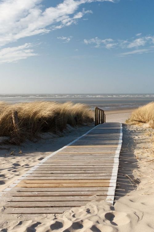 habitat,beach,shore,sea,walkway,