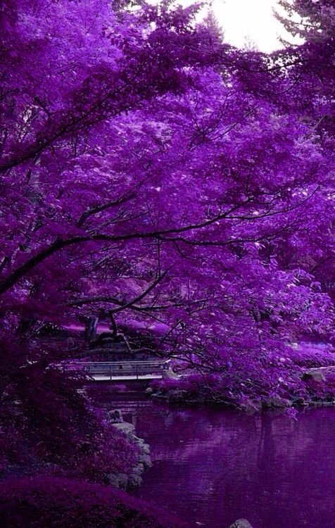 Purple Lake and Trees