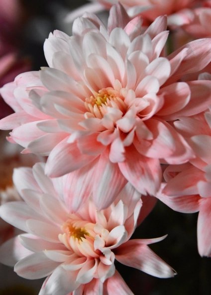 Chrysanthemum