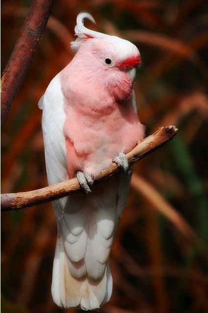 Galah Bird