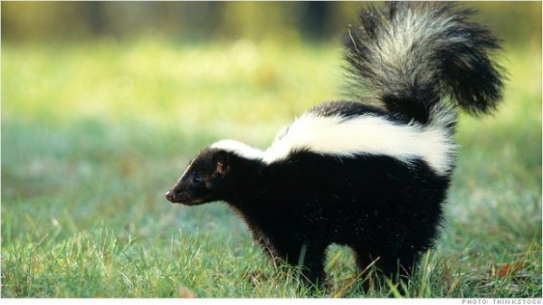 Skunks as Pets?