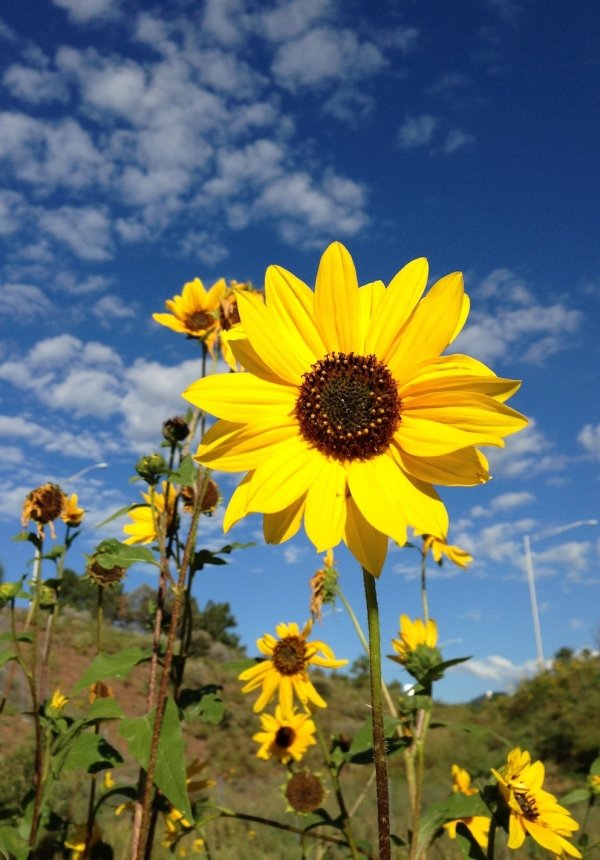 Sunflowers