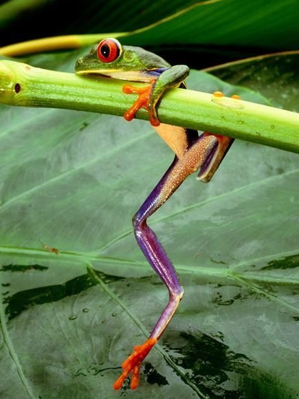 Red-Eyed Tree Frog