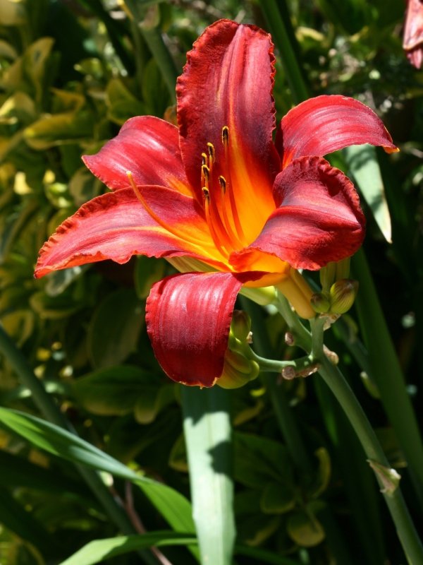 Daylilies