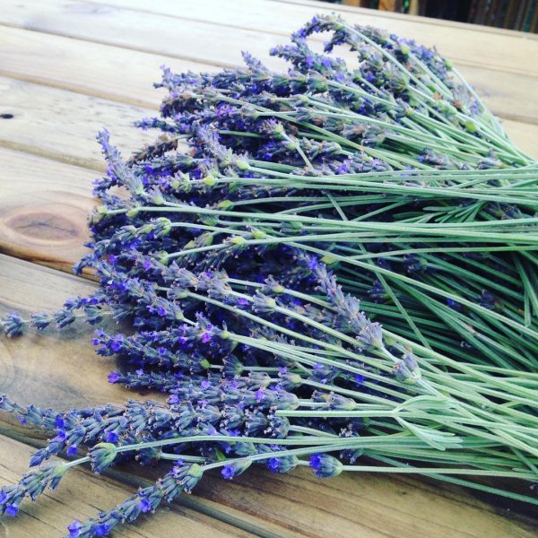 lavender, purple, lavender, english lavender,