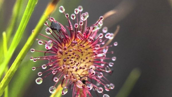 Sundew Plants