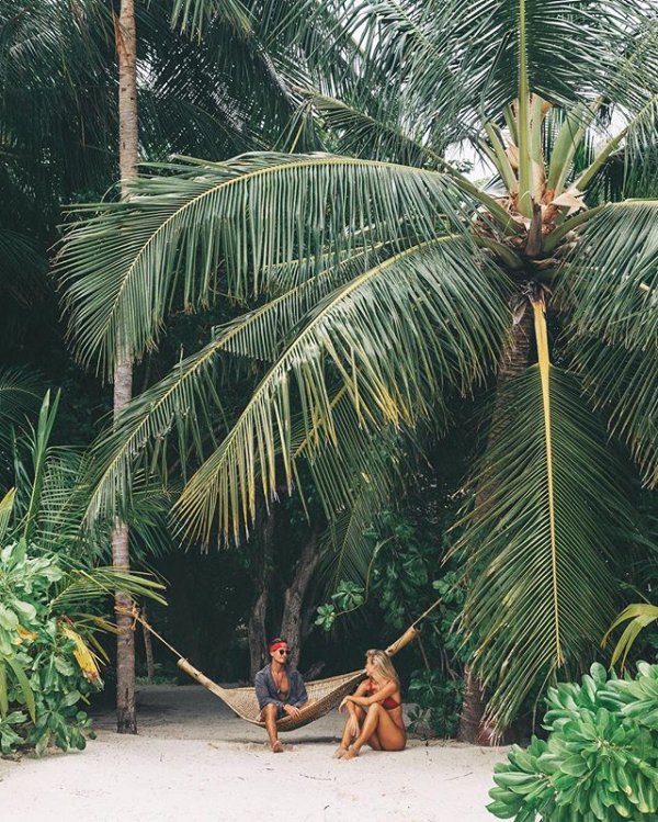 plant, tree, flowering plant, jungle, coconut,