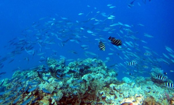 Ningaloo Reef