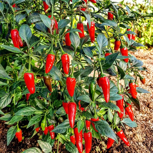 Bird's eye chili, Flowering plant, Chili pepper, Tabasco pepper, Malagueta pepper,