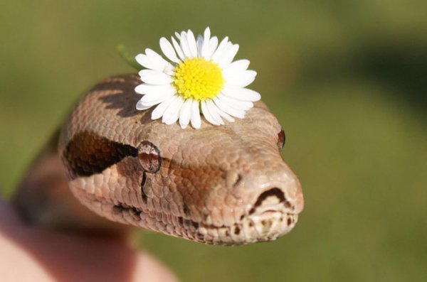 Boho Snake