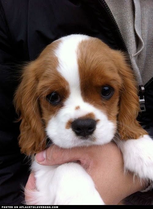 dog,cavalier king charles spaniel,mammal,vertebrate,dog breed,