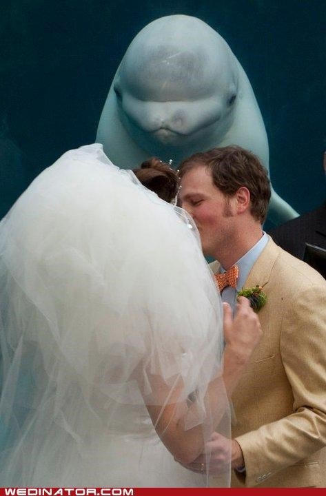 First Ever Beluga Whale Minister Performs His First Wedding