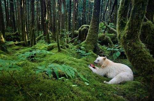 Great Bear Rainforest, Kelmtu, British Columbia