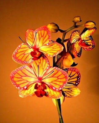 Butterfly Orchid