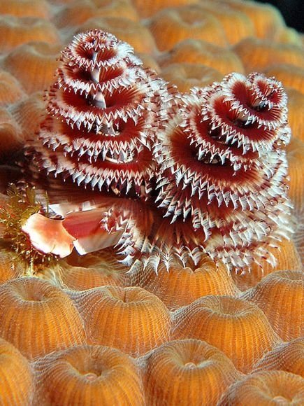 Christmas Tree Worms