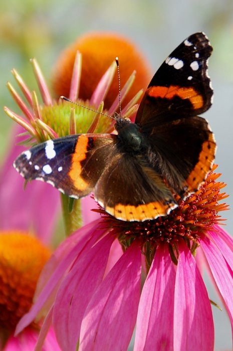 Red Admiral