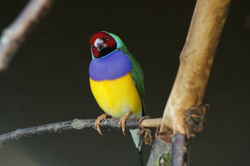 Gouldian Finch