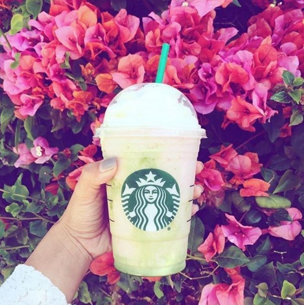 Starbucks, flower, pink, plant, hydrangeaceae,