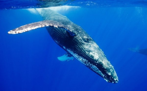 Blue Whale