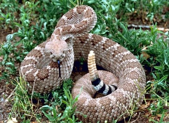 Rattlesnake