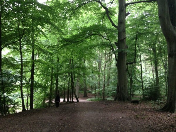 Whippendell Woods, England
