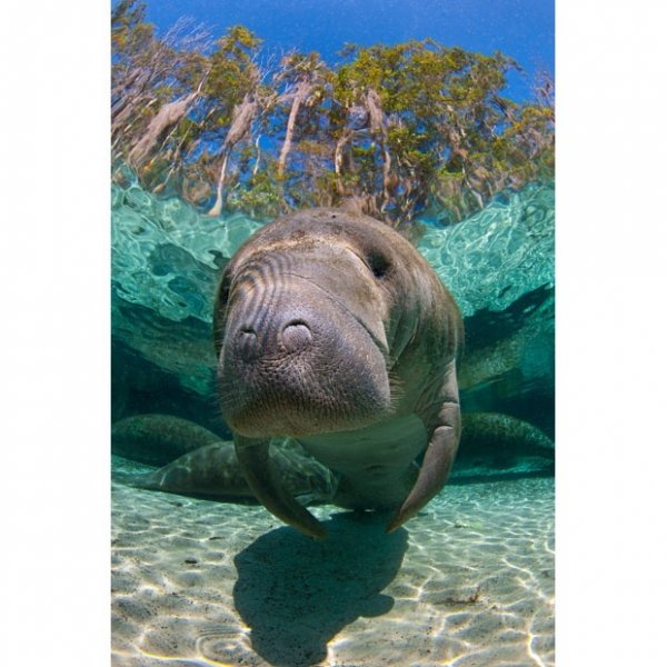 Manatees
