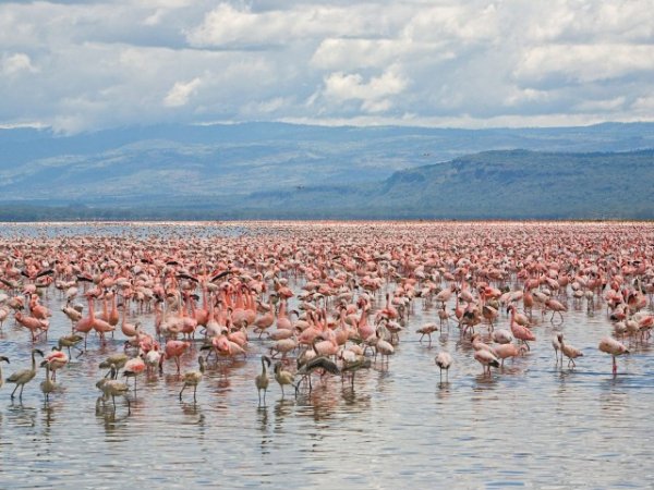 Lake Nakuru, Kenya