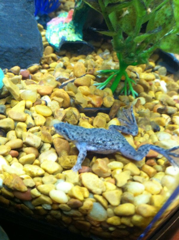 Dwarf Clawed Frog