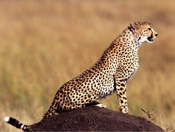 Manovo-Gounda St. Floris National Park, Central African Republic