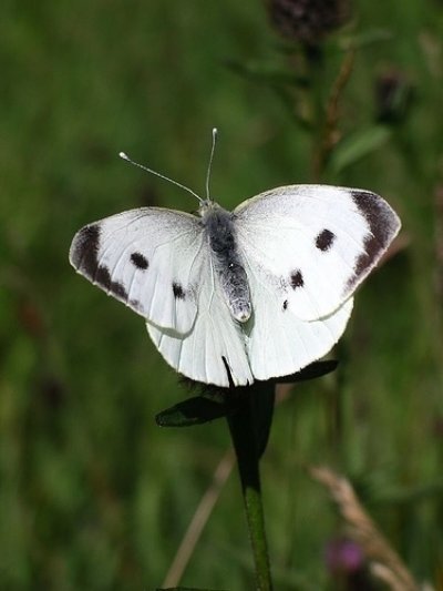 Large White