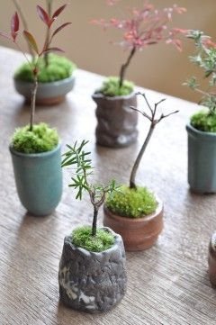 bonsai,plant,tree,houseplant,land plant,