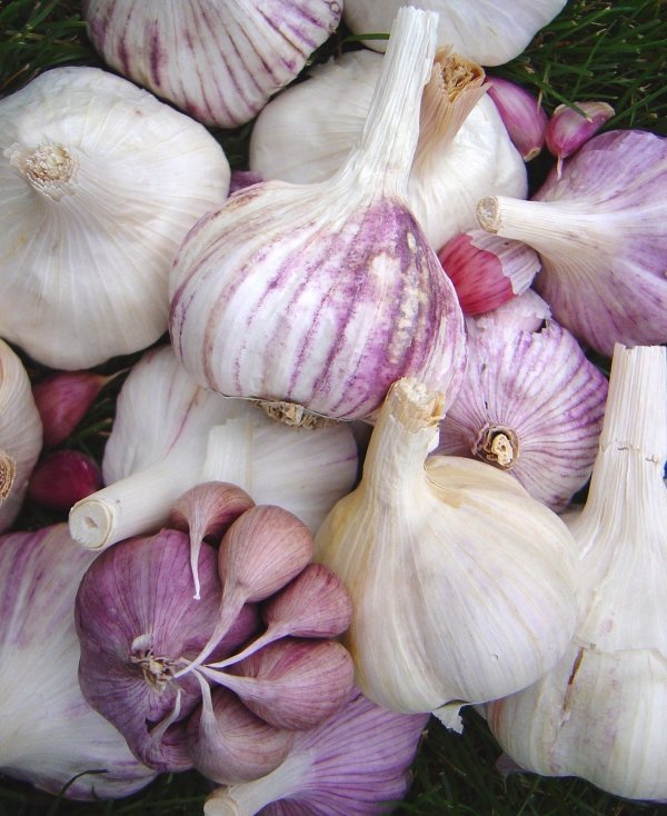 Raw Garlic