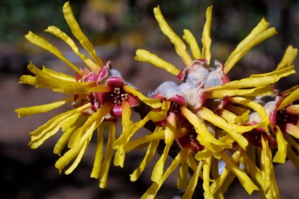 Witch Hazel