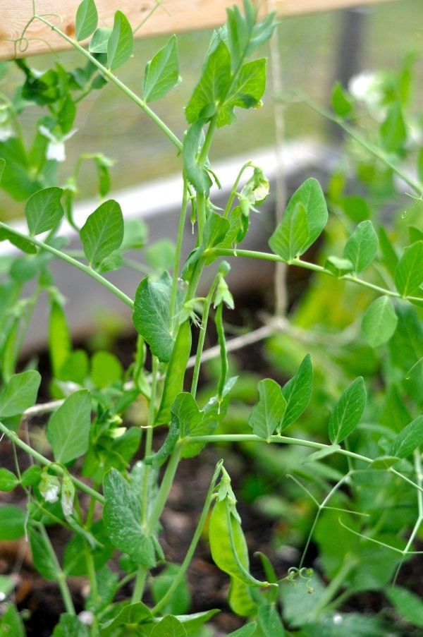 Snap Peas