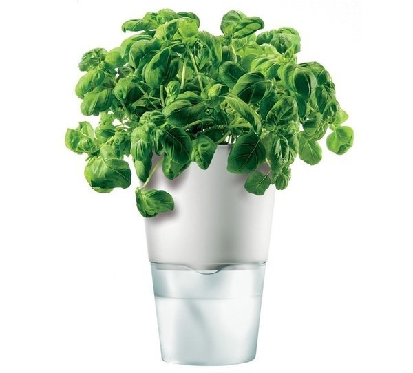 Herb Pot, Self-Watering, Chalk White