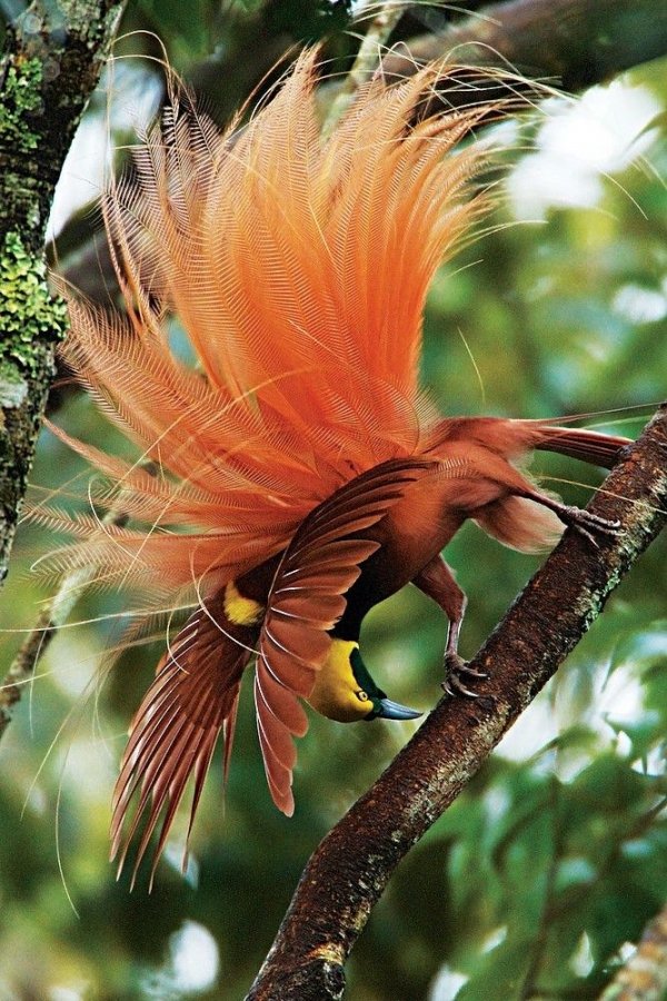 Raggiana Bird-of-Paradise