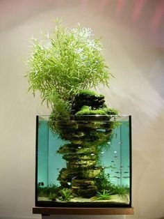 tree,green,plant,botany,bonsai,