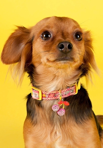 Bling Cherry Dog Collar