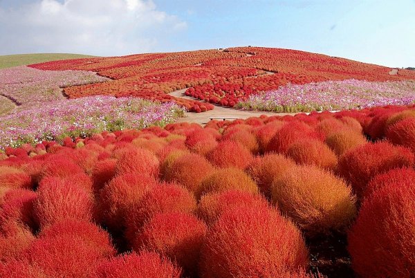 Hitachi Seaside Park in Japan