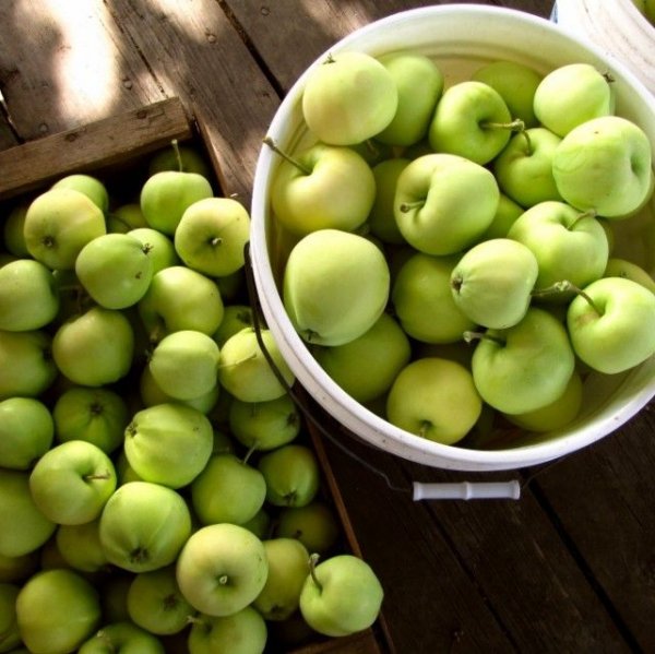 Yellow Transparent Apples