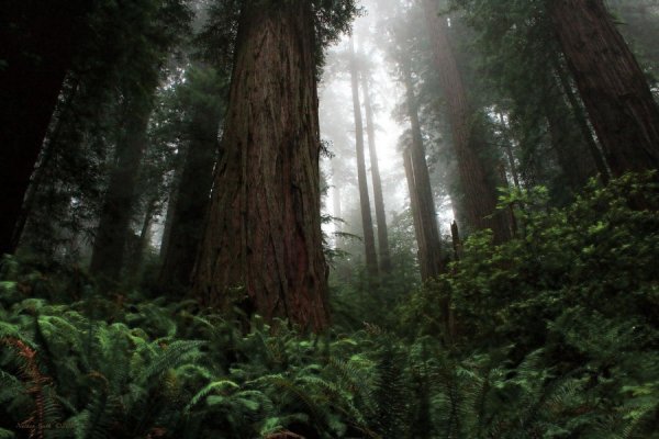 Redwood National Park, USA