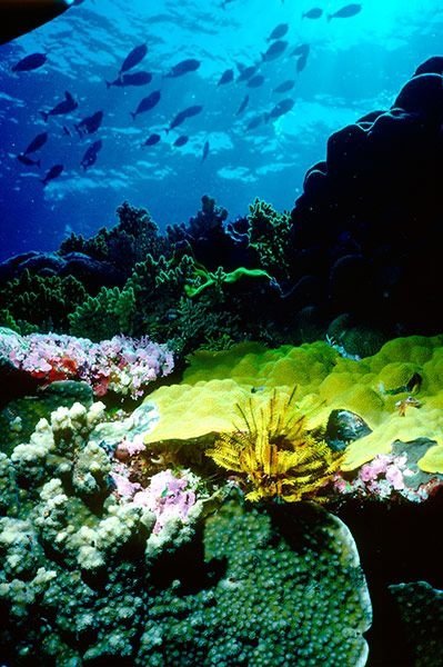 The Great Barrier Reef