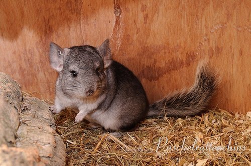 Chinchillas