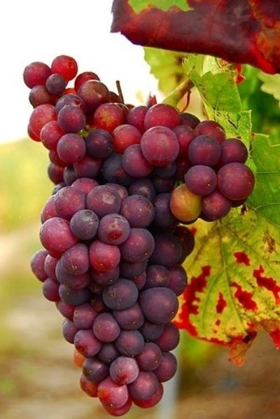 Red Grapes