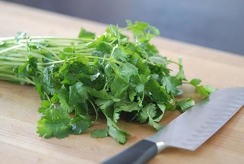 Cilantro