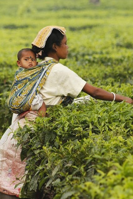 Tea Picker in Darjeeling