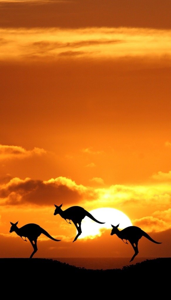 Kangaroos