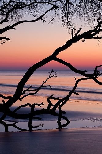 sky,sunset,tree,branch,sunrise,