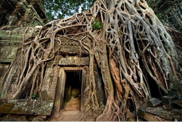 Ta Prohm, hut, ruins, wood, jungle,