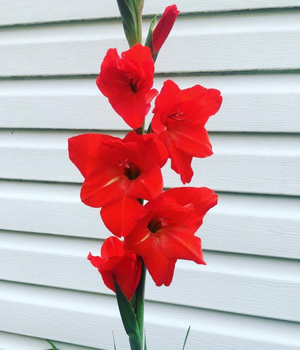 flower, plant, red, gladiolus, amaryllis belladonna,